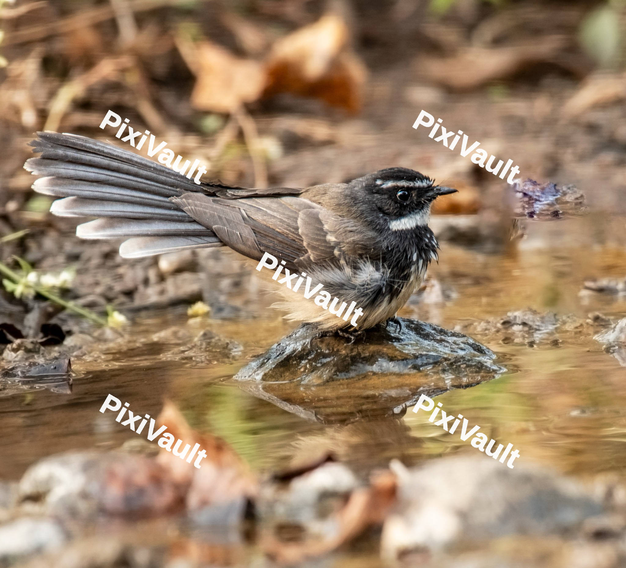 A Bird sitting on a rock